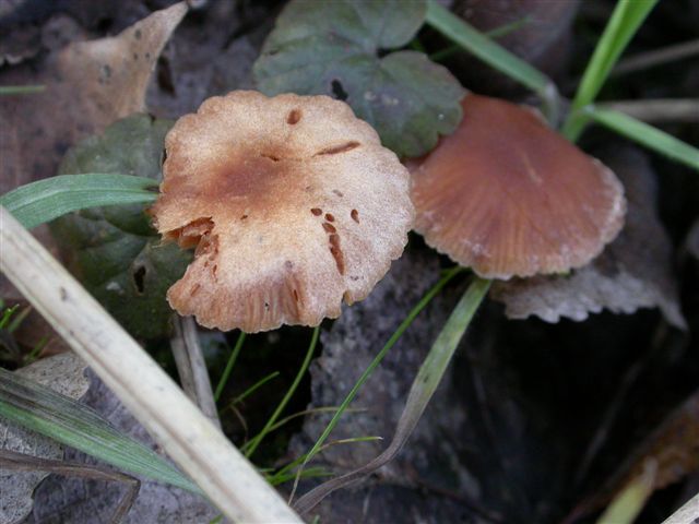 Flammulina velutipes e Tubaria sp.